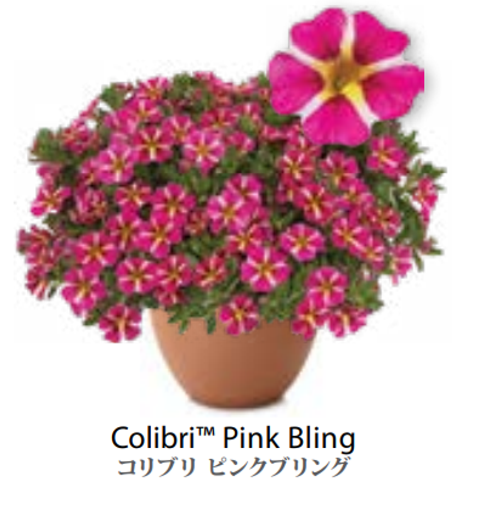 ЕВРО Calibrachoa Colibri Pink Bling укорененный черенок февраль 26 DAN