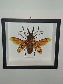 Жук Macrodontia cervicornis в рамке