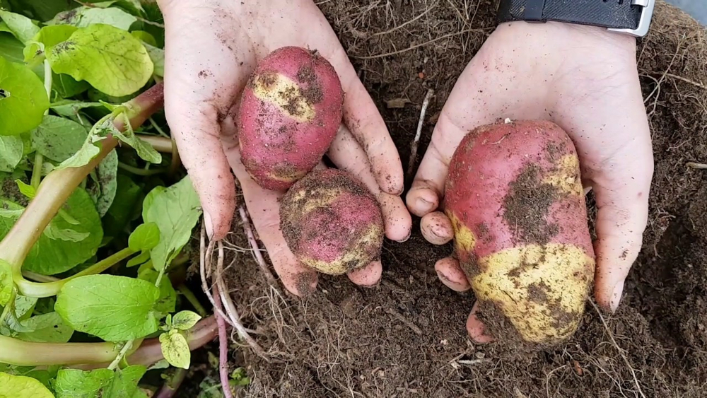 Апачи картофель, Аpache Potatoes, комплект из 10 клубней