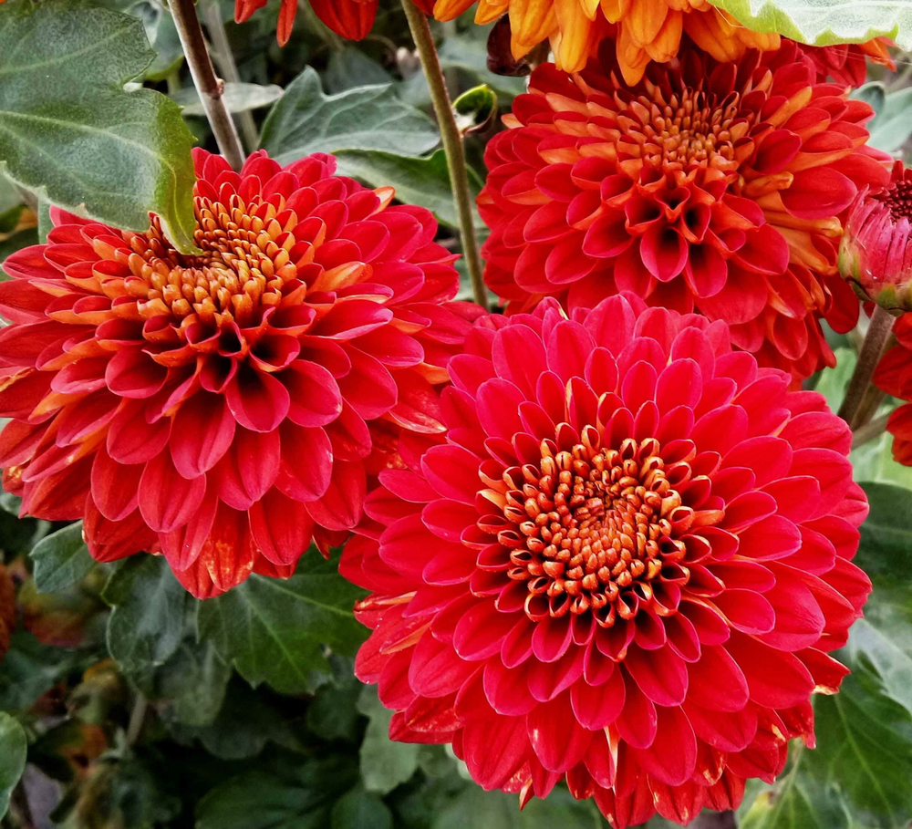 Хризантема корейская Вэнди