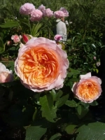 Роза чайно-гибридная Сурир дю Хавр