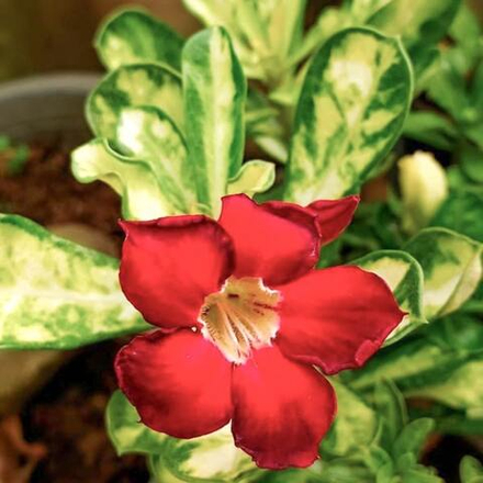 Адениум вариегатный SUPERBA