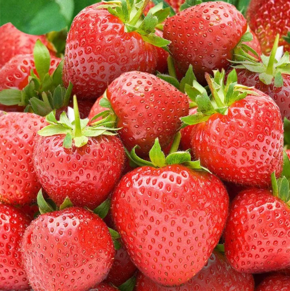 Земляника Выстовочная