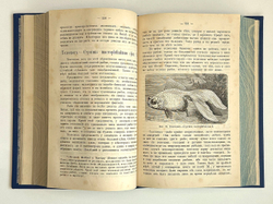 Аквариум любителя. Подробное описание флоры и фауны Аквариума / Н.Ф. Золотницкий. 2-е изд. М.. 1890