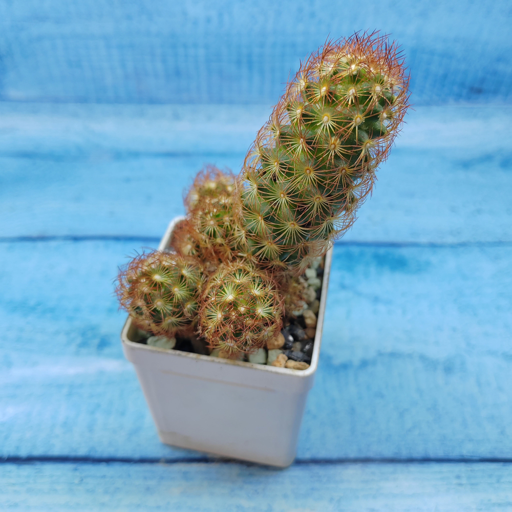 Mammillaria Elongata rubra (Маммилярия)