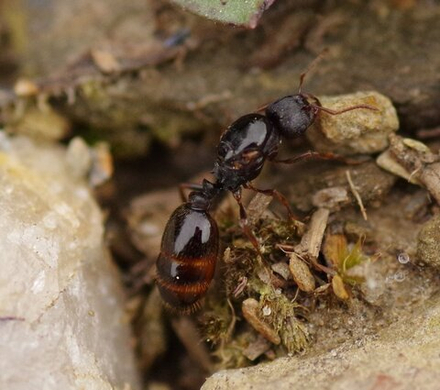 Муравьи Tetramorium caespitum