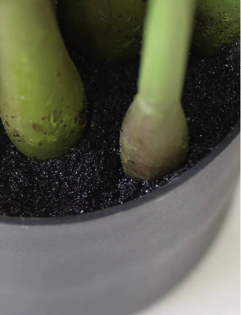 Замиокулькас 65 см