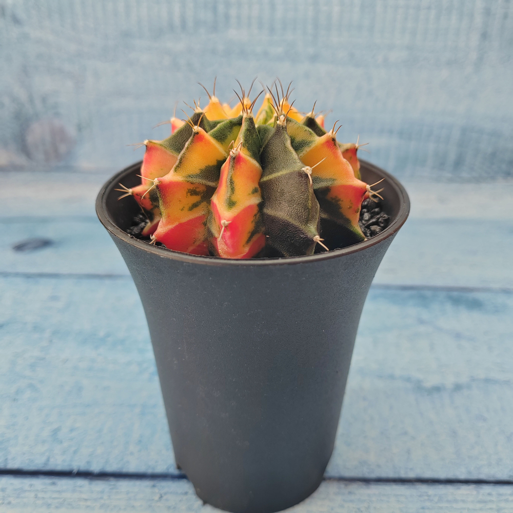 Gymnocalycium Variegata (Гимнокалициум Вариегатный)