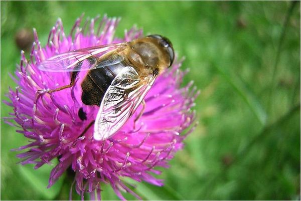 Всемирный день борьбы с пестицидами