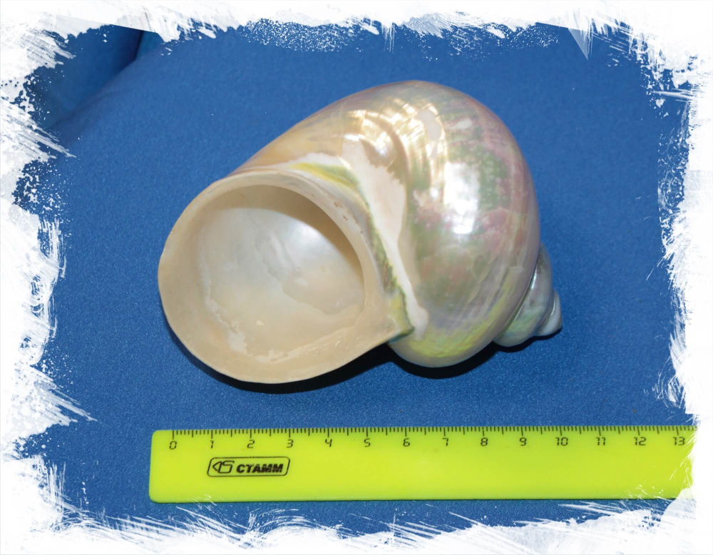 Турбо Империалис размер