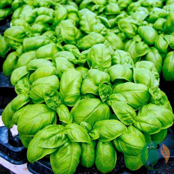 Базилик овощной Эмили