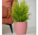 Горшок с дренажной системой ЭВИ VipSet 3л пудра