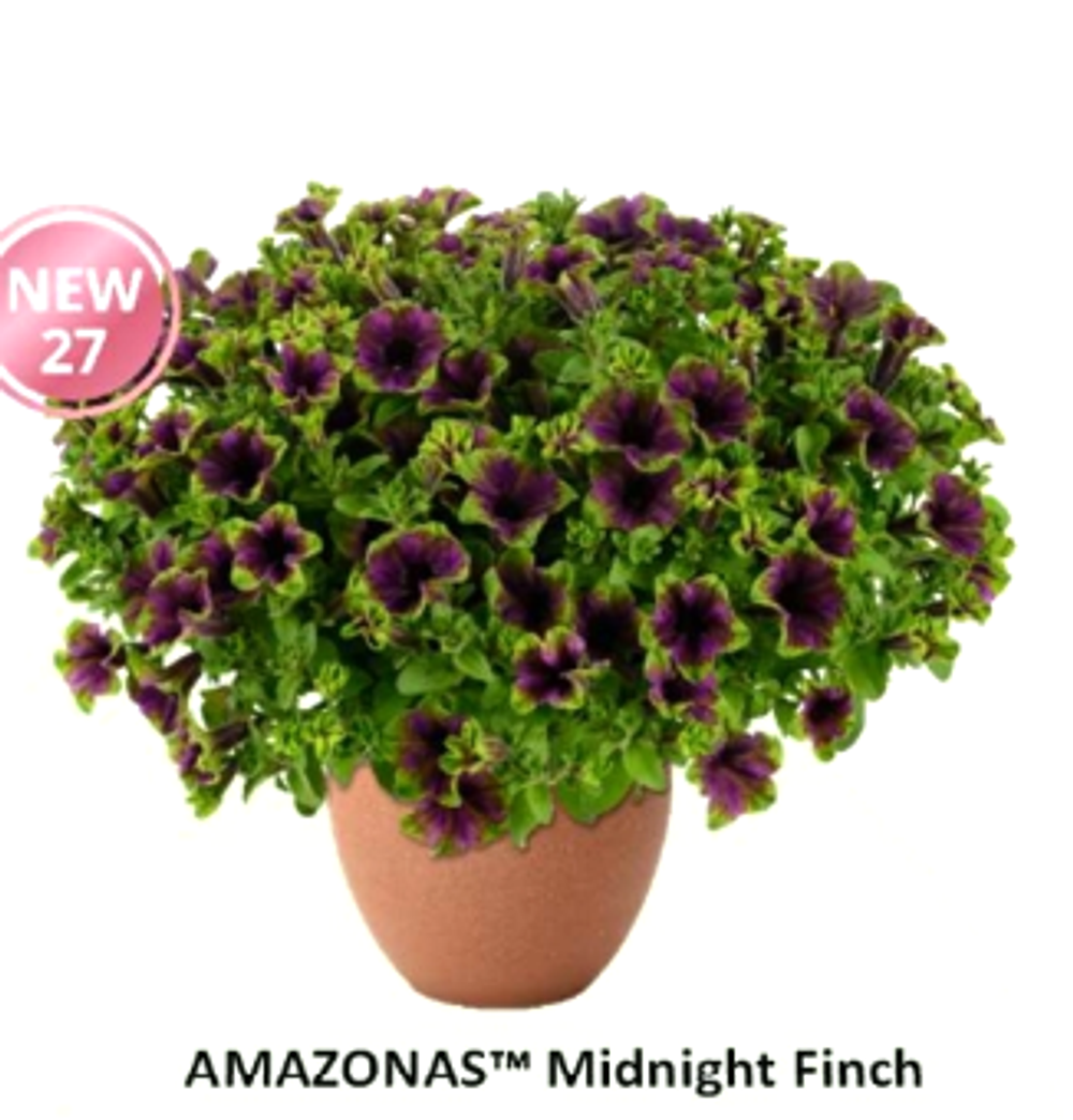 НОВИНКА 2027 ЕВРО Петуния AMAZONAS Midnight Finch ЕВРО укоренный черенок СЕРЕДИНА НОЯБРЯ поставка 1