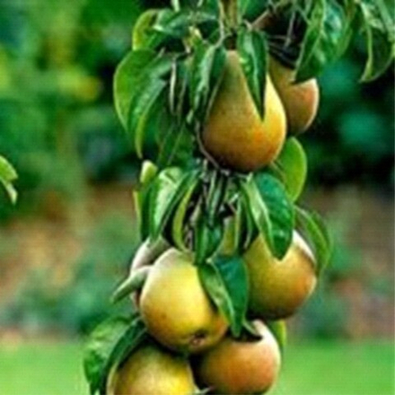 Груша колоновидная Г-2 (осенняя Санреми) (2-летка) ОКС