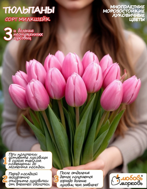 Тюльпан Луковица, Милкшейк, 3+ шт