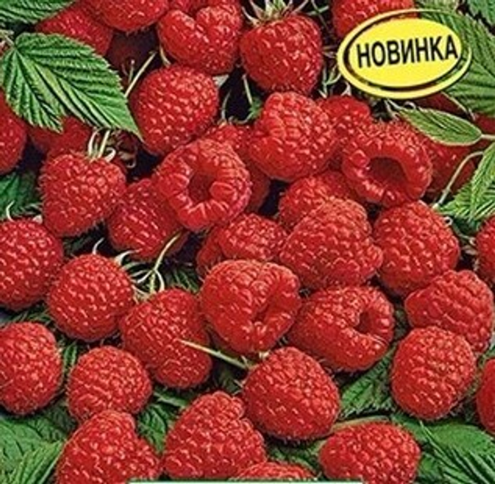 Малина Элегантная 20шт.