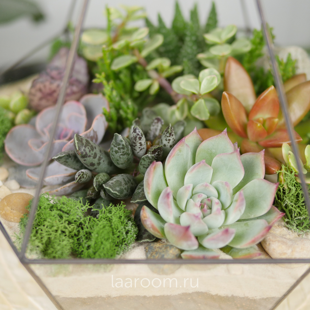 Флорариум с суккулентами Алмаз Laaroom