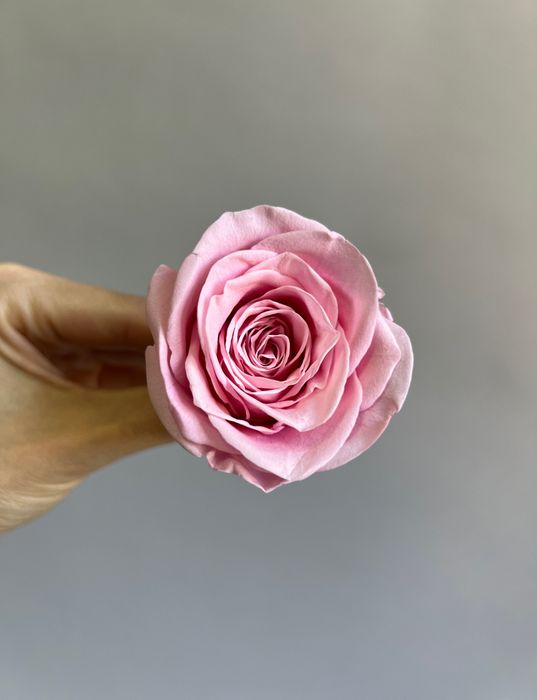 Роза классическая розовая d=5 см (упак 6 шт)