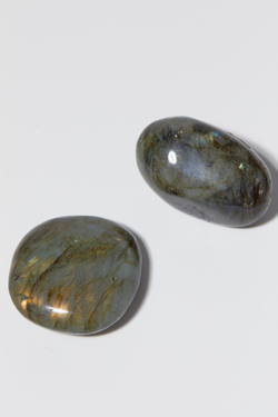 Лабрадор палмстоун M