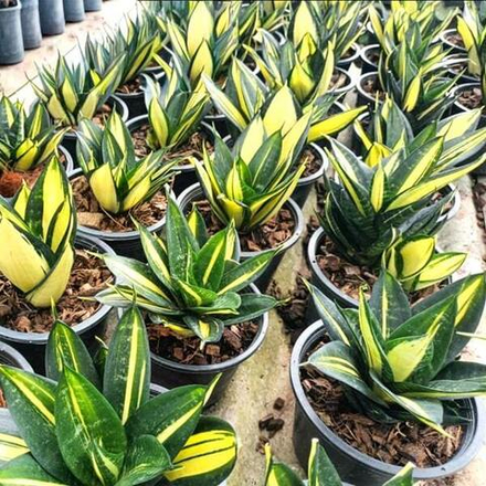 Сансевиерия HAHNII SIAM TOWER