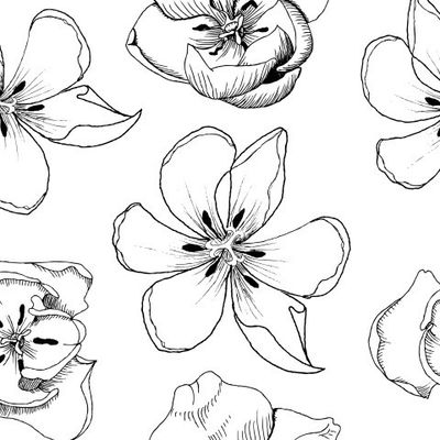 Тюльпаны черные бутоны на белом фоне