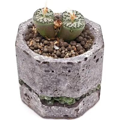 Суккулент Конофитум EnjoyPlants 752485 — основное фото живого растения