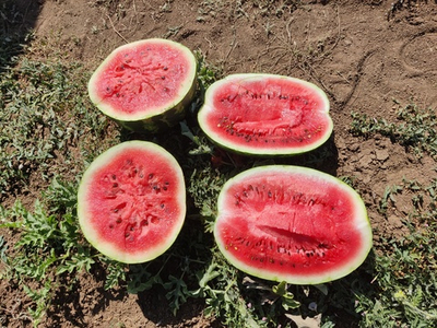 Конан F1 семена арбуза ( Yuksel Tohum / )