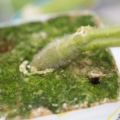 Кайзер F1 семена подвоя (Rijk Zwaan / Райк Цваан)