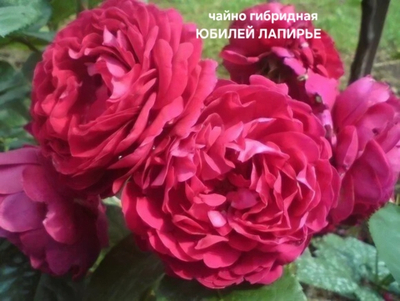 Саженцы роз чайно гибридная ЮБИЛЕЙ ЛАПИРЬЕ