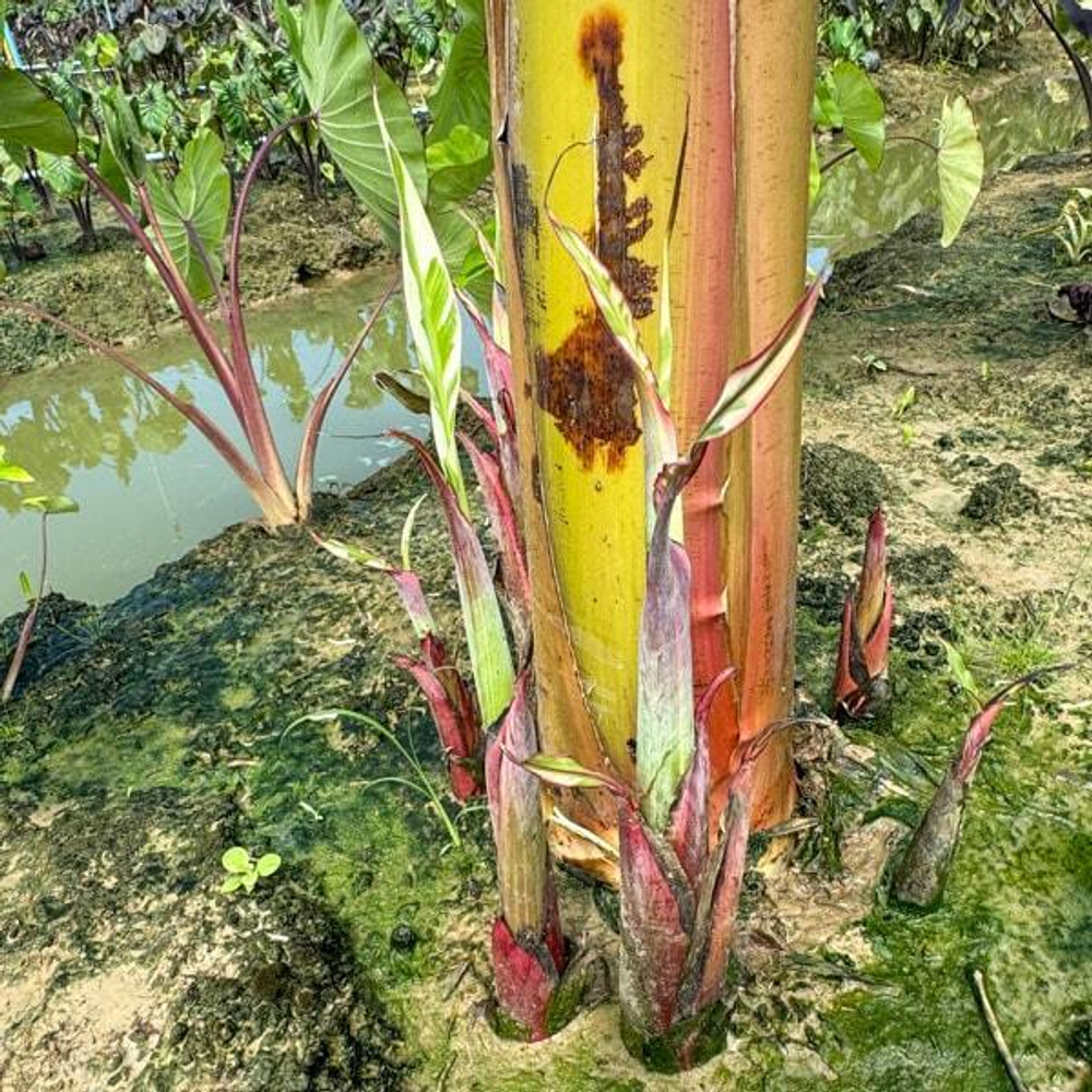 Банан вариегатный FLORIDA