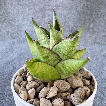 Сансевиерия OLYMPUS