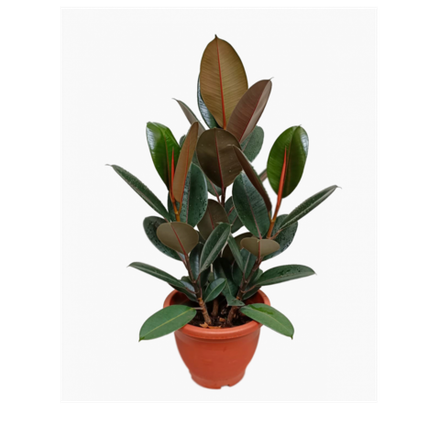 Фикус Эластика (MIX)