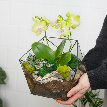 Готовый флорариум с желтой орхидеей Икос