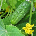 Амур F1 семена огурца партенокарпического (Bejo / Бейо)