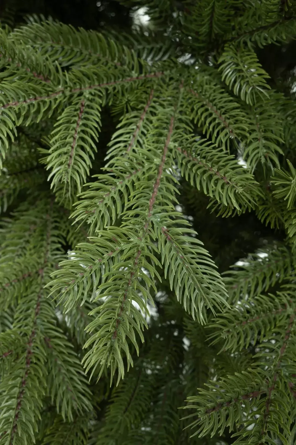 Ель искусственная «Михайловская» (Литая хвоя) 210 см / 2,1 м