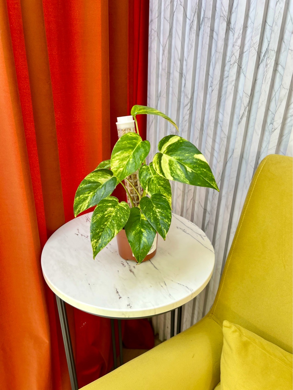 Эпипремнум Цинто Голд (макушка), D10см Н25см, 1шт, Urban Jungle