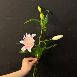 Лилия нежно-розовая махровая 80 см / 1 шт