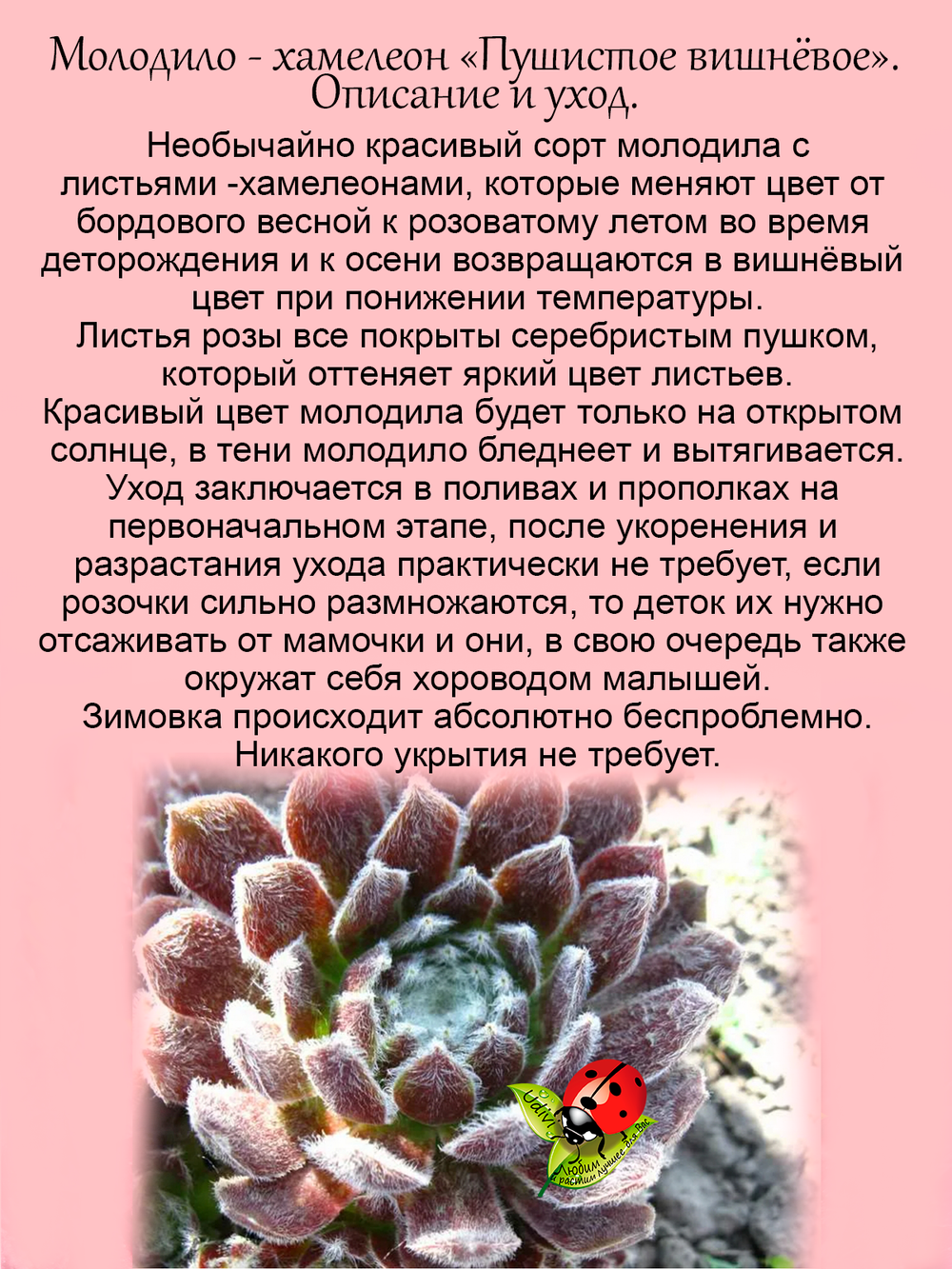 Молодило Пушистое Вишневое каменная роза