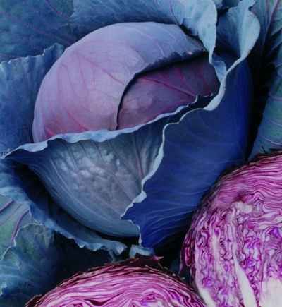 Капуста краснокочанная Омеро F1 - Omero F1 2500 семян