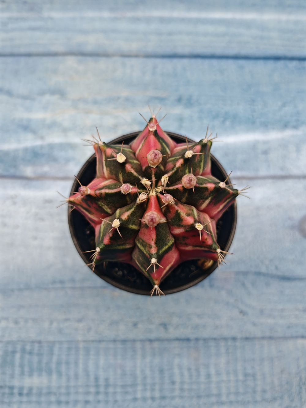 Gymnocalycium Variegata (Гимнокалициум Вариегатный)
