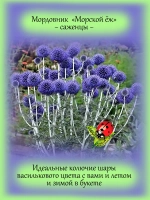 Мордовник Морской ёж