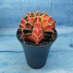 Gymnocalycium Variegata (Гимнокалициум Вариегатный)