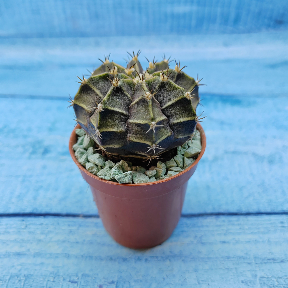 Gymnocalycium Friedrichii (Гимнокалициум)