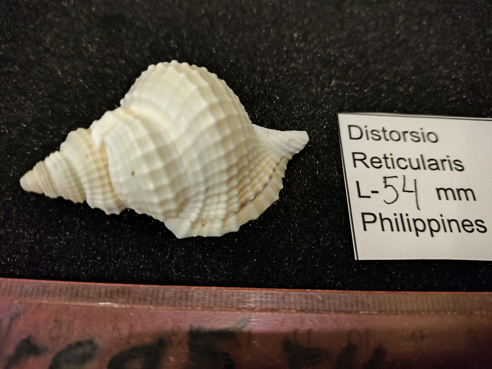 Дисторсио Ретикуларис