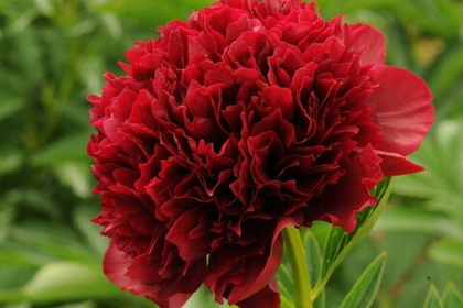 Пион Рэд Мэджик