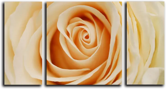 Модульная картина "Нежная роза"