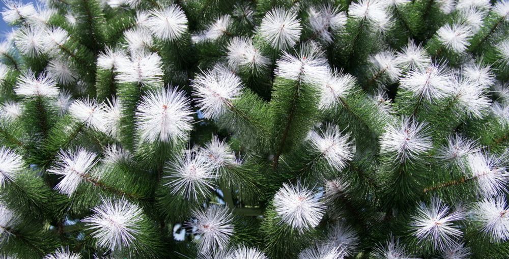 Уличная елка ствольная "Альпийская сосна" (Леска бело-зеленая) 5 м