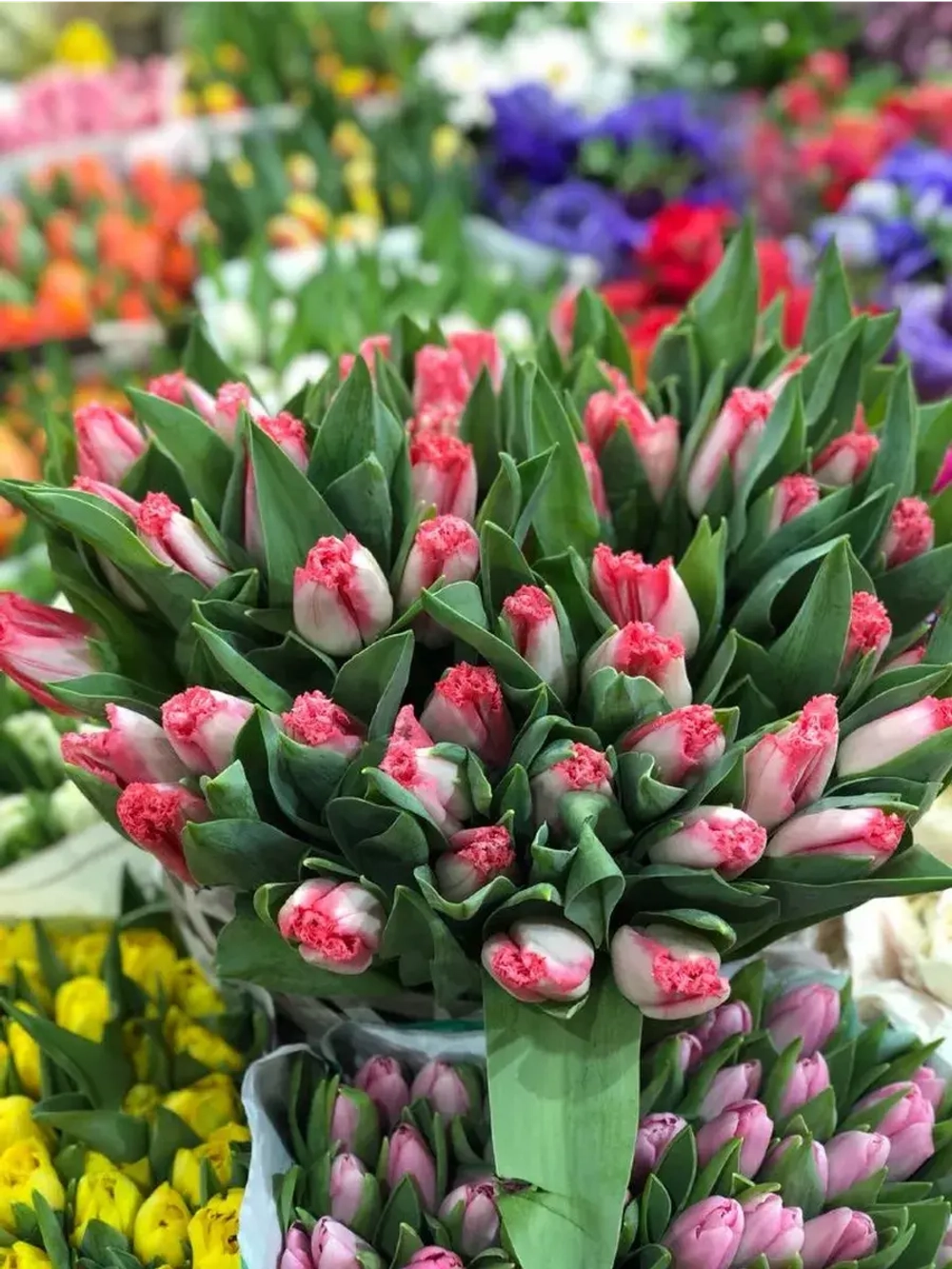 Луковицы тюльпанов бахромчатые сорт NEGLIGE (4 штуки)