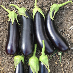 ДЕСТАН F1 семена баклажана (Enza Zaden | Alexagro)