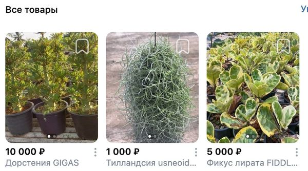 Тилландсия, дорстения и фикус